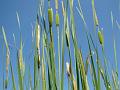 2010-0628-1425_Reeds_27,3C
